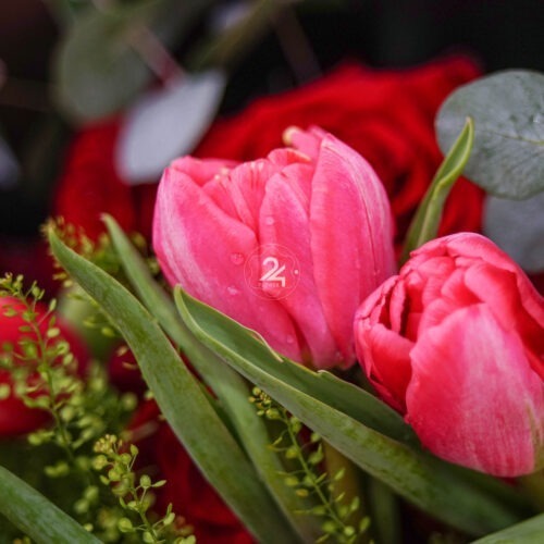 BÓ HOA TULIP
