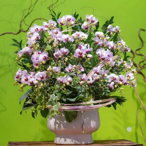 CHẬU LAN HỒ ĐIỆP F24OR009