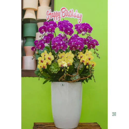 CHẬU LAN HỒ ĐIỆP F24OR006