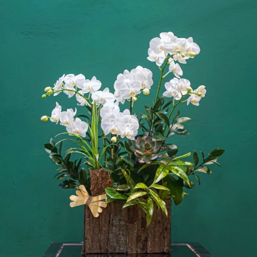 CHẬU LAN HỒ ĐIỆP F24OR019