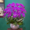 CHẬU LAN HỒ ĐIỆP F24OR021