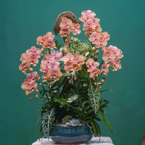 CHẬU LAN HỒ ĐIỆP F24OR011