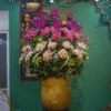 CHẬU LAN HỒ ĐIỆP F24OR022