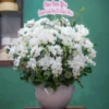 CHẬU LAN HỒ ĐIỆP F24OR026