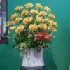 CHẬU LAN HỒ ĐIỆP F24OR015