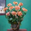 CHẬU LAN HỒ ĐIỆP F24OR029