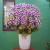 CHẬU LAN HỒ ĐIỆP F24OR014