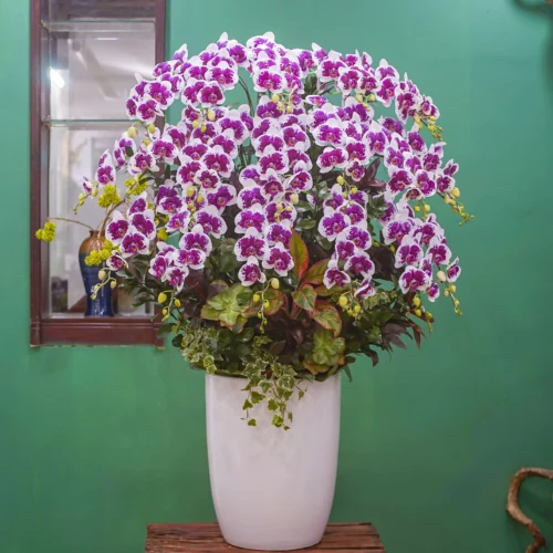 CHẬU LAN HỒ ĐIỆP F24OR014