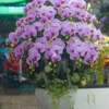 CHẬU LAN HỒ ĐIỆP F24OR030