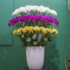 CHẬU LAN HỒ ĐIỆP F24OR031