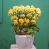 CHẬU LAN HỒ ĐIỆP F24OR034