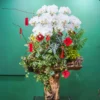 CHẬU LAN HỒ ĐIỆP F24OR036