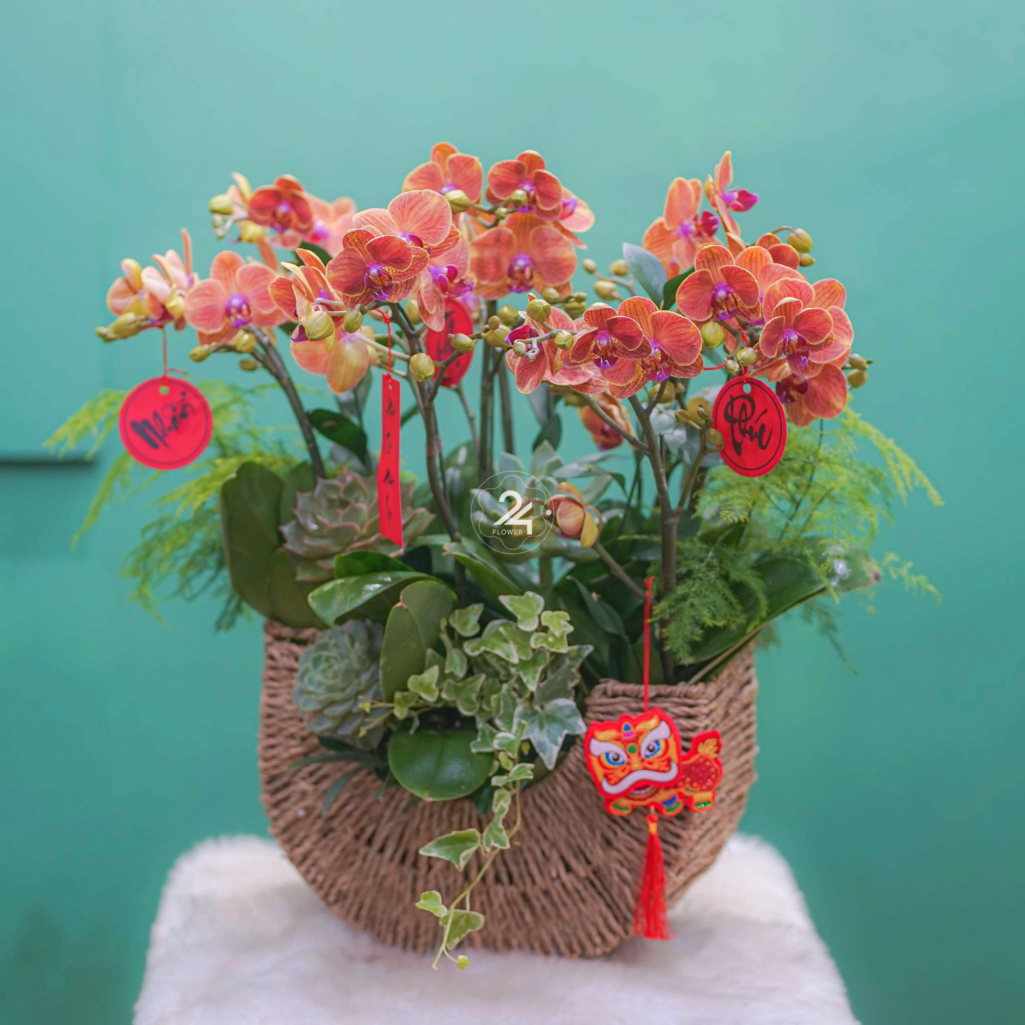 CHẬU LAN HỒ ĐIỆP F24OR039